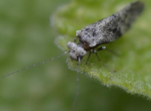 Loensia sp.